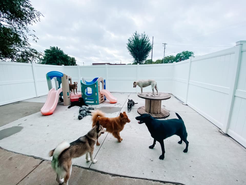 8 dogs play together in the outdoor play area