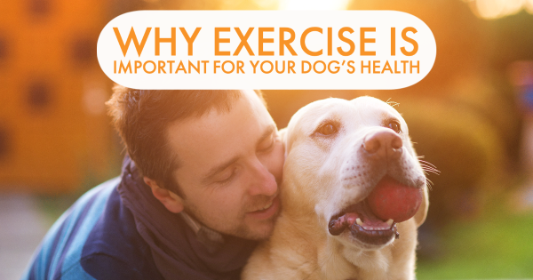 no cage dog boarding