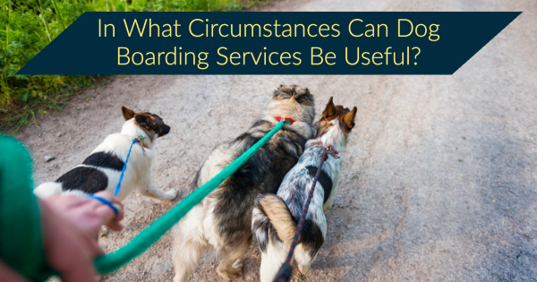 dog boarding services