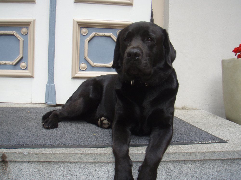 dog daycare that opens at 6 AM