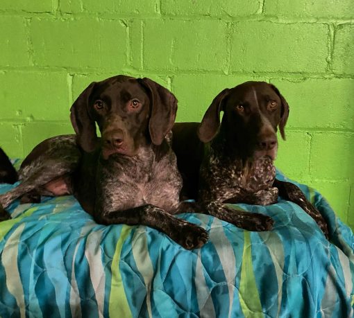 2 brown dogs lying on a blanket in a green playroom
