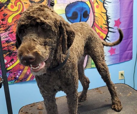 Brown dog after grooming