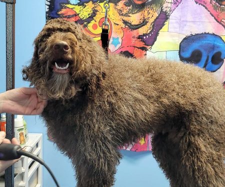 Brown dog before being groomed