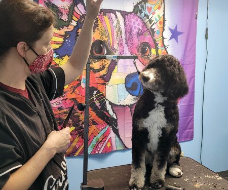 Groomer working with black and white dog